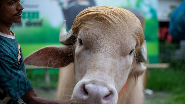 Kerbau albino Donald Trump di Bangladesh