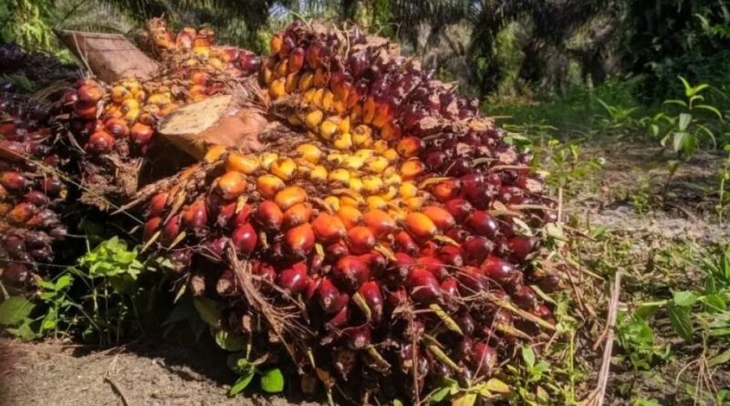 Ilustrasi perkebunan kelapa sawit