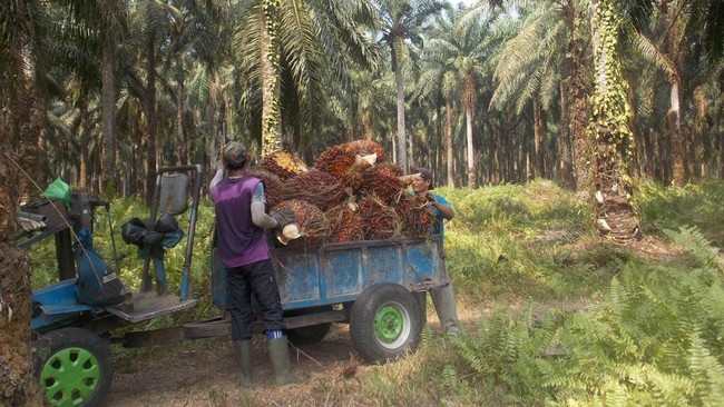 10 Perusahaan CPO Terlibat Under Invoicing Wamentan Bilang Begini