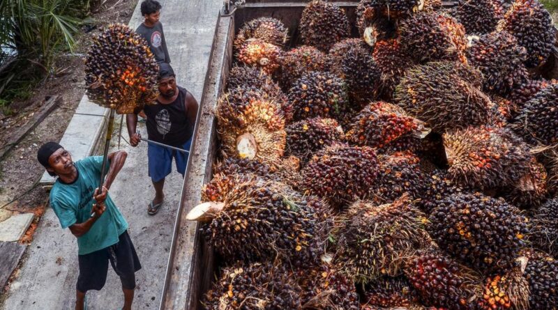 Sudaryono Geram 123 Pabrik Sawit Belum Naikkan Harga TBS Izin Terancam Dicabut