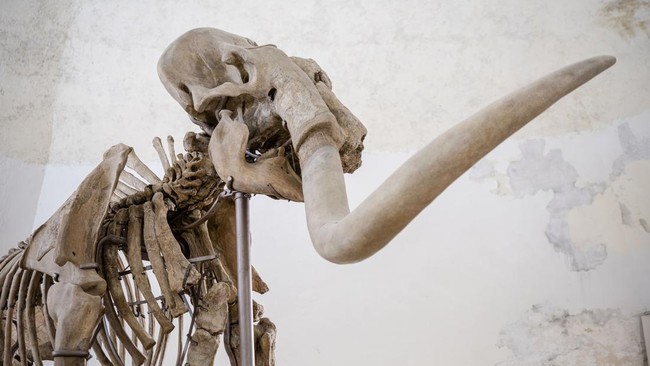 Tulang Paus Purba yang Dikira Mammoth selama 70 Tahun