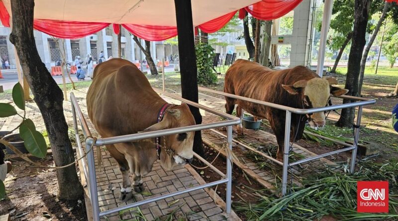 Sapi Kurban Prabowo Gibran di Masjid Istiqlal